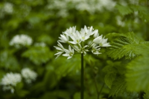 Wild Garlic - Eleanor Greenwood