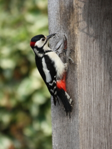 Great Spotted Woodpecker © Keith Noble 