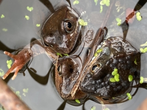 Common Frog © Beverley Lewis