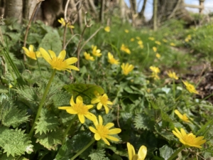 Lesser Celandine