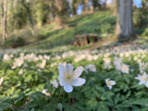 Wood Anemone