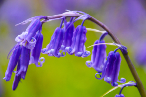 English Bluebell © Liz Lewis