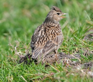 Skylark ©Kev Joynes 