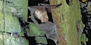 Bat hanging upsidedown